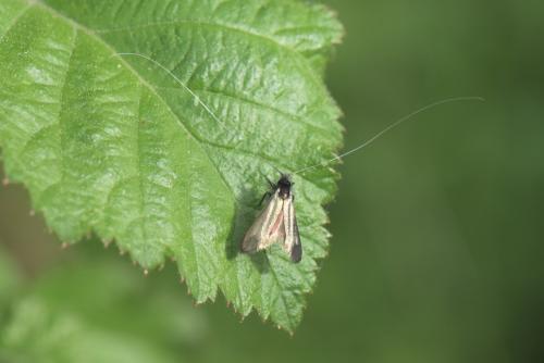 Adela reaumurella